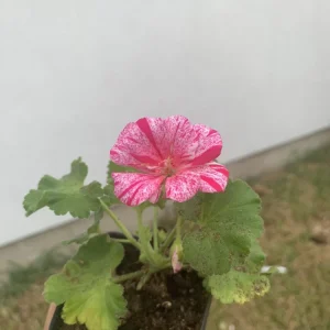 1 Geraniums Big Eeze Pink Batik Live Plant Plug - Outdoor Flower - Image 2