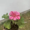 1 Geraniums Big Eeze Pink Batik Live Plant Plug - Outdoor Flower - Image 1