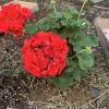 1 Presto Dark Red Geranium Live Plant - Easy Care Indoor/Outdoor Flower - Image 1