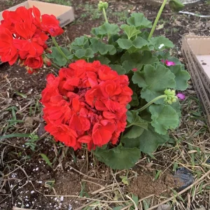 1 Presto Dark Red Geranium Live Plant - Easy Care Indoor/Outdoor Flower - Image 1