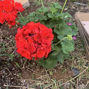 1 Presto Dark Red Geranium Live Plant - Easy Care Indoor/Outdoor Flower - Image 2