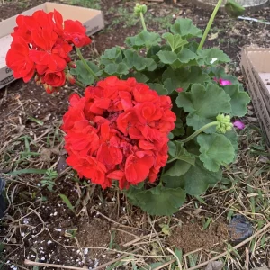 1 Presto Dark Red Geranium Live Plant - Easy Care Indoor/Outdoor Flower - Image 3