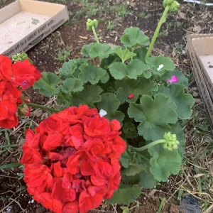 1 Presto Dark Red Geranium Live Plant - Easy Care Indoor/Outdoor Flower - Image 4