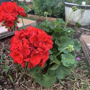 1 Presto Dark Red Geranium Live Plant - Easy Care Indoor/Outdoor Flower - Image 5