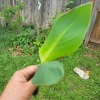 1 Red Canna Lily Rhizome - Tall Flowering Outdoor Plant - Image 1