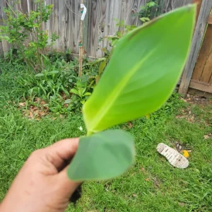 1 Red Canna Lily Rhizome - Tall Flowering Outdoor Plant - Image 1