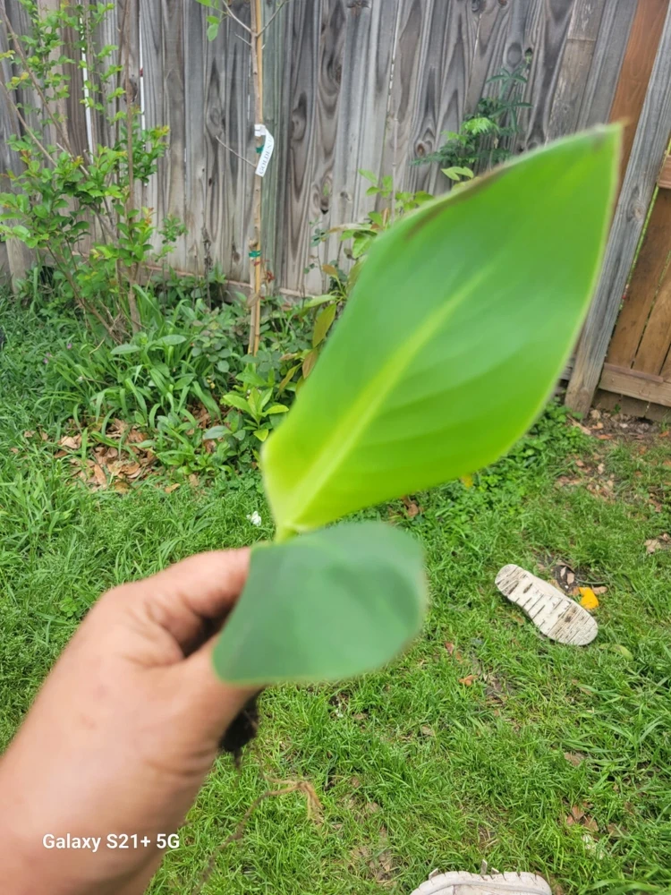 1 Red Canna Lily Rhizome - Tall Flowering Outdoor Plant - Image 1