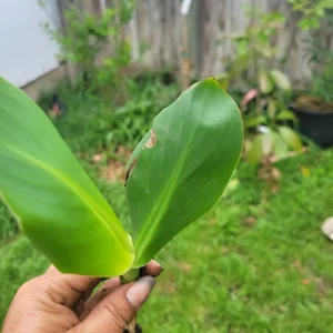 1 Red Canna Lily Rhizome - Tall Flowering Outdoor Plant - Image 2