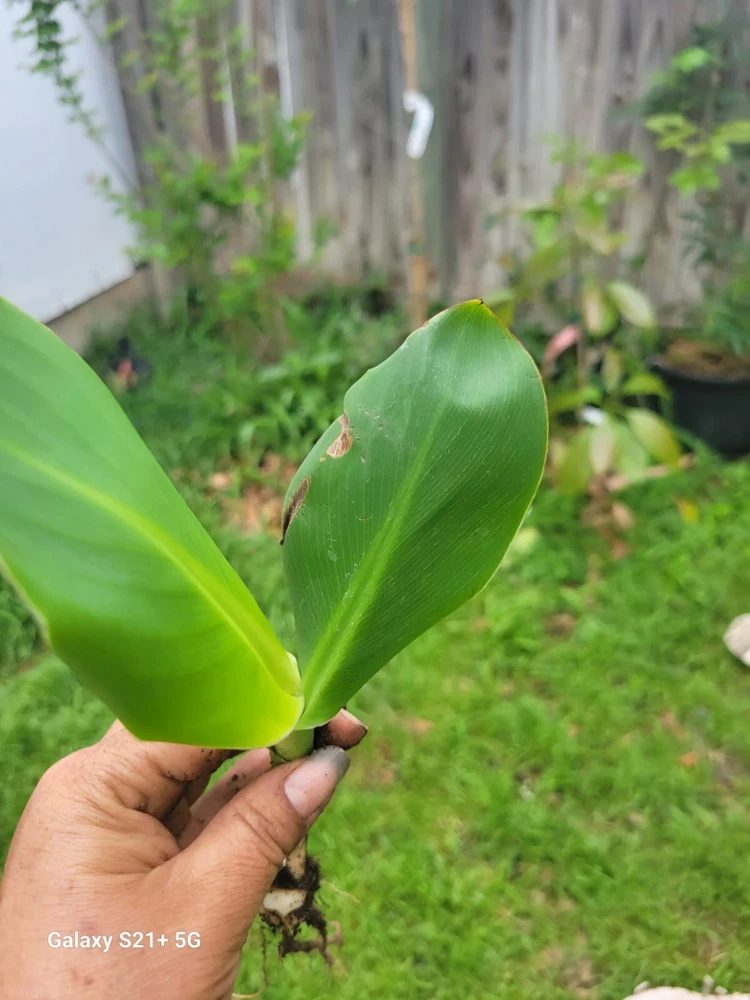 1 Red Canna Lily Rhizome - Tall Flowering Outdoor Plant - Image 2