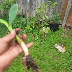 1 Red Canna Lily Rhizome - Tall Flowering Outdoor Plant - Image 3