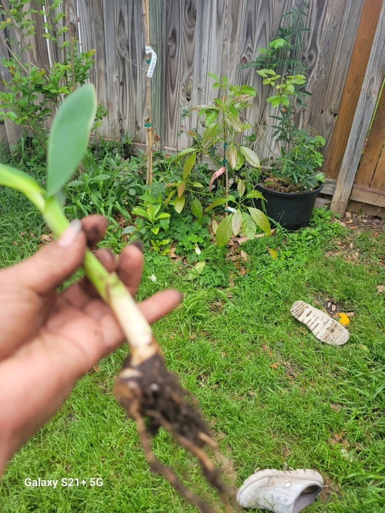 1 Red Canna Lily Rhizome - Tall Flowering Outdoor Plant - Image 3
