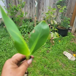 1 Red Canna Lily Rhizome - Tall Flowering Outdoor Plant - Image 4