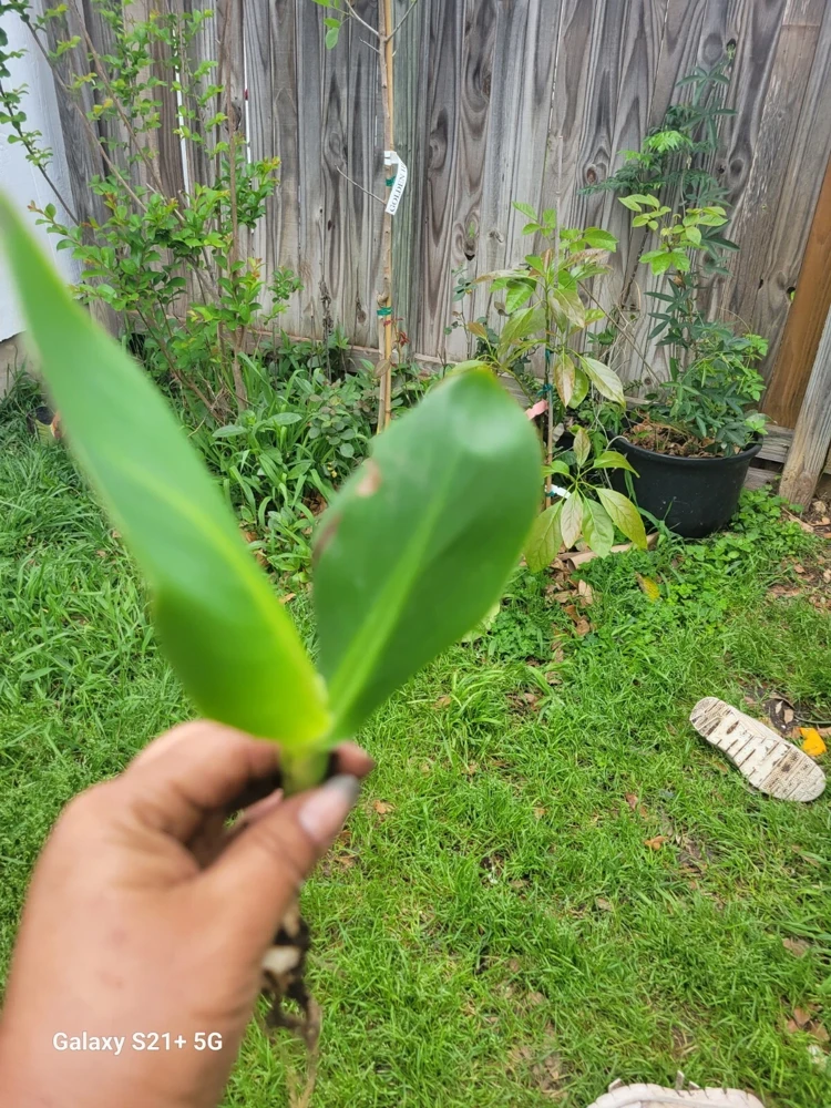 1 Red Canna Lily Rhizome - Tall Flowering Outdoor Plant - Image 4