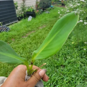 1 Red Canna Lily Rhizome - Tall Flowering Outdoor Plant - Image 5