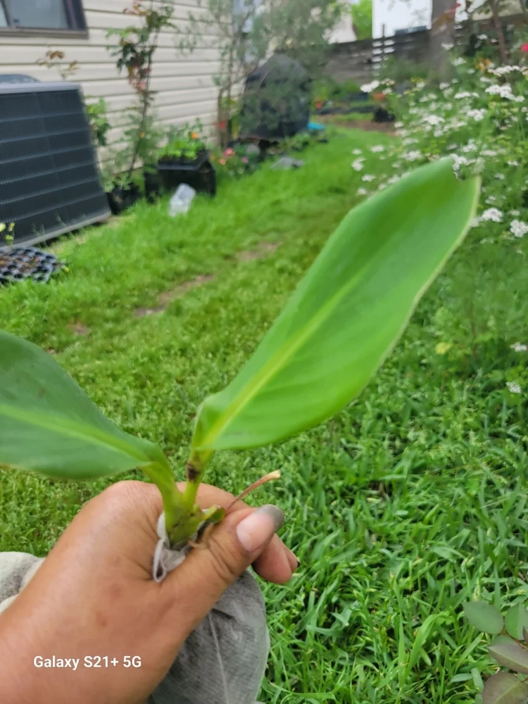 1 Red Canna Lily Rhizome - Tall Flowering Outdoor Plant - Image 5