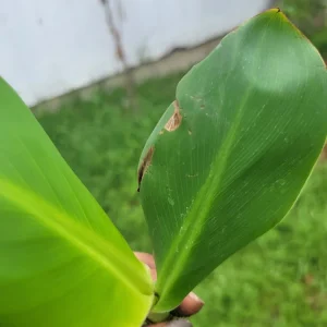 1 Red Canna Lily Rhizome - Tall Flowering Outdoor Plant - Image 6