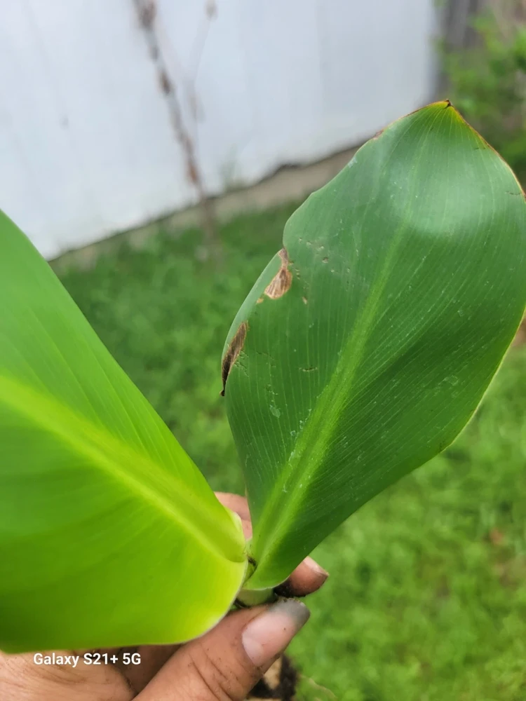 1 Red Canna Lily Rhizome - Tall Flowering Outdoor Plant - Image 6