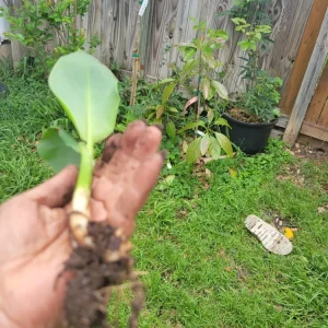 1 Red Canna Lily Rhizome - Tall Flowering Outdoor Plant - Image 7