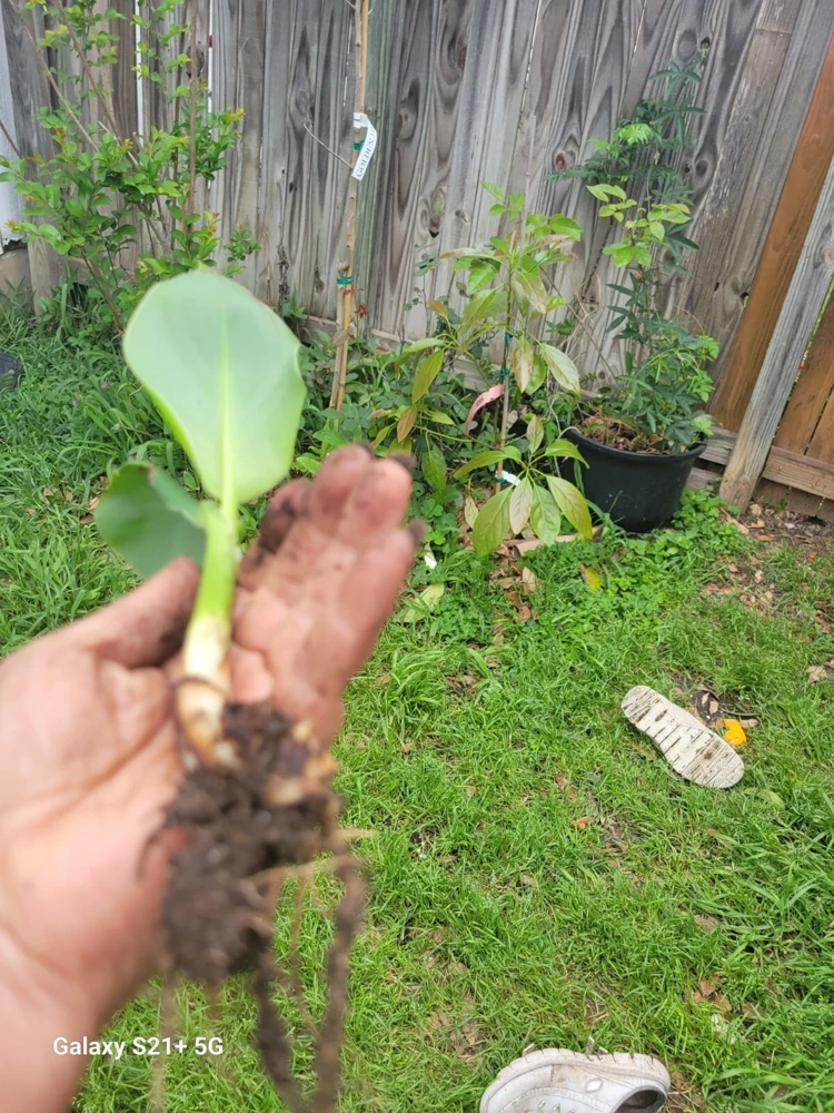 1 Red Canna Lily Rhizome - Tall Flowering Outdoor Plant - Image 7