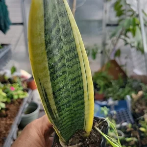 1 Sansevieria Live Plant – Mother-in-Law's Tongue – Well Rooted Indoor Snake Plant - Image 2