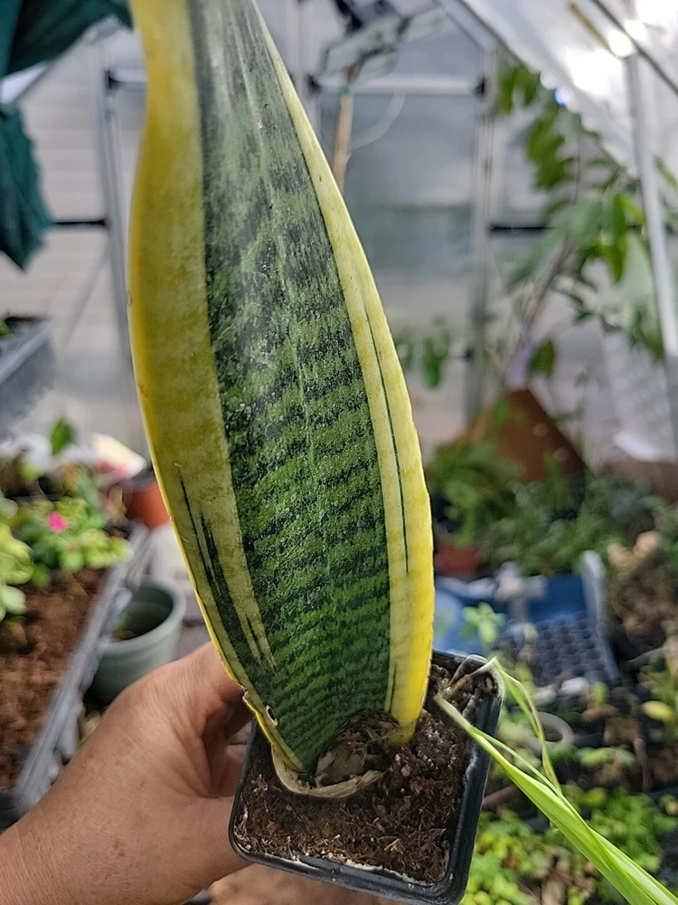 1 Sansevieria Live Plant – Mother-in-Law's Tongue – Well Rooted Indoor Snake Plant - Image 2