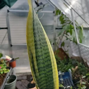 1 Sansevieria Live Plant – Mother-in-Law's Tongue – Well Rooted Indoor Snake Plant - Image 4