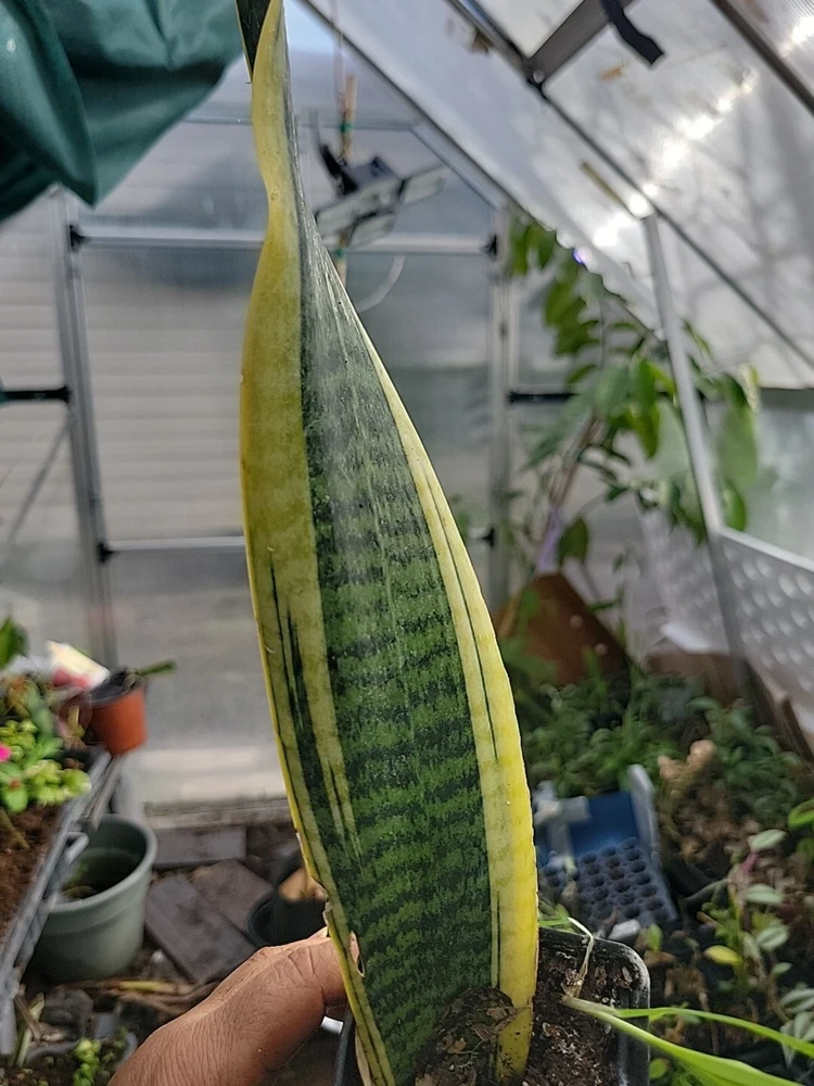 1 Sansevieria Live Plant – Mother-in-Law's Tongue – Well Rooted Indoor Snake Plant - Image 4