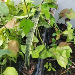 1 Sansevieria Live Plant – Mother-in-Law's Tongue – Well Rooted Indoor Snake Plant - Image 5
