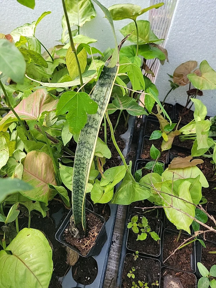 1 Sansevieria Live Plant – Mother-in-Law's Tongue – Well Rooted Indoor Snake Plant - Image 5