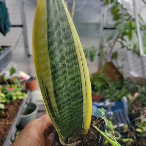 1 Sansevieria Live Plant – Mother-in-Law's Tongue – Well Rooted Indoor Snake Plant - Image 1