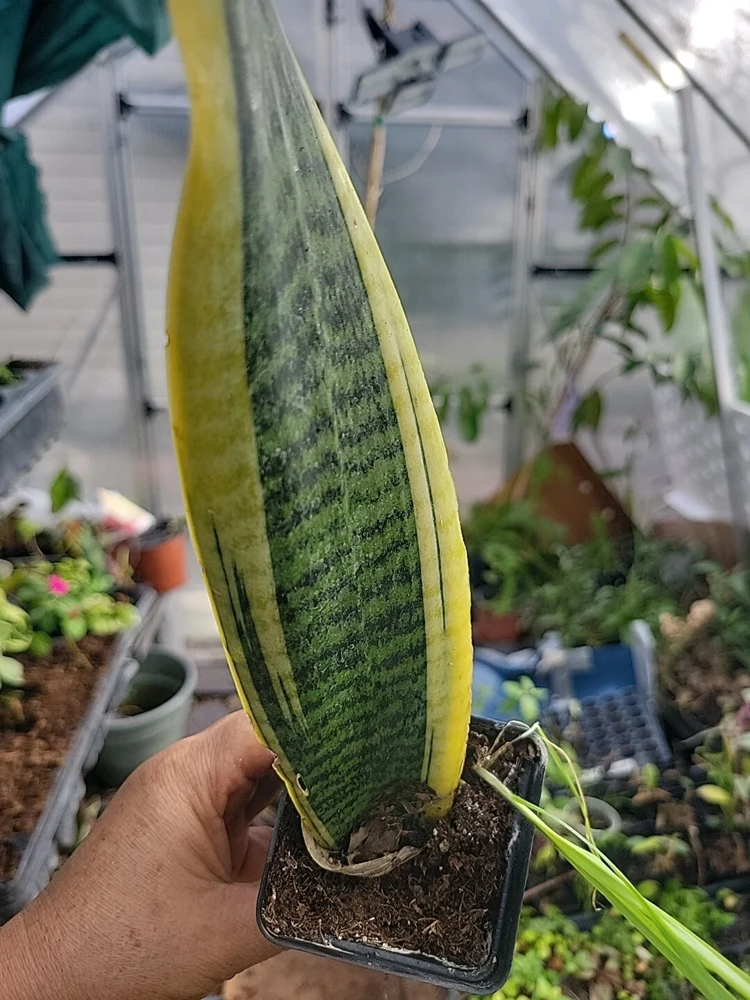 1 Sansevieria Live Plant – Mother-in-Law's Tongue – Well Rooted Indoor Snake Plant - Image 1
