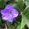 10 Mexican Petunia Ruellia Brittoniana Live Cuttings - Purple Flowering Outdoor - Image 1
