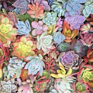 10 Mixed Succulent Cuttings 1-2" Live Unrooted Rosettes - Indoor & Outdoor - Image 1