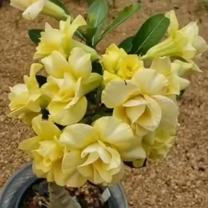 10 Red White Desert Rose Seeds - Adenium Obesum Perennial Flower Seeds Mix - Image 2