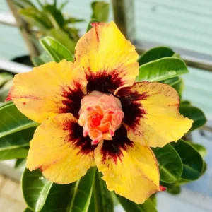 10 Red White Desert Rose Seeds - Adenium Obesum Perennial Flower Seeds Mix - Image 3