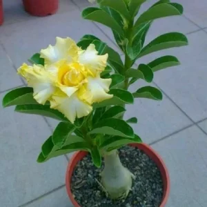 10 Red White Desert Rose Seeds - Adenium Obesum Perennial Flower Seeds Mix - Image 4