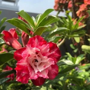 10 Red White Desert Rose Seeds - Adenium Obesum Perennial Flower Seeds Mix - Image 5
