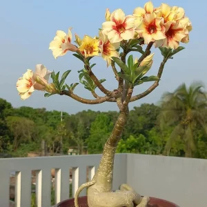 10 Red White Desert Rose Seeds - Adenium Obesum Perennial Flower Seeds Mix - Image 6