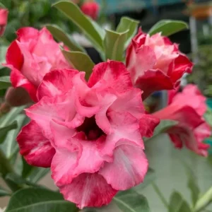 10 Red White Desert Rose Seeds - Adenium Obesum Perennial Flower Seeds Mix - Image 1