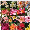 100 Plumeria Frangipani Rubra Seeds - Mixed/Assorted Colors - Image 1