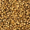1000 Organic Cilantro Coriander Seeds – Non-GMO Heirloom Fresh Herb Seeds - Image 1
