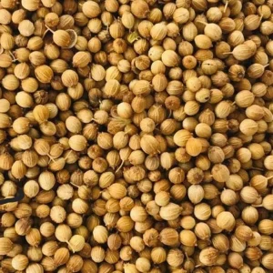 1000 Organic Cilantro Coriander Seeds – Non-GMO Heirloom Fresh Herb Seeds - Image 1