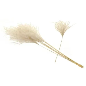 12 Organic Dried Pampas Grass - Miscanthus Gracillimus Ornamental Decor 20-24" - Image 2