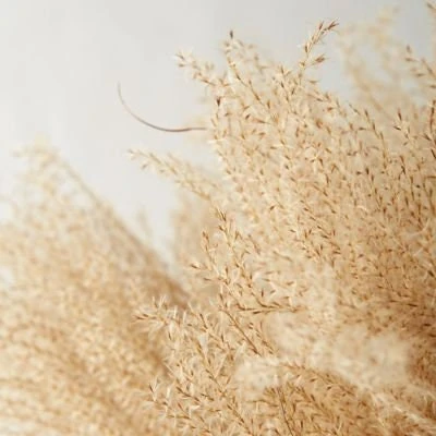 12 Organic Dried Pampas Grass - Miscanthus Gracillimus Ornamental Decor 20-24" - Image 4
