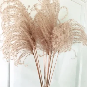 12 Organic Dried Pampas Grass - Miscanthus Gracillimus Ornamental Decor 20-24" - Image 1