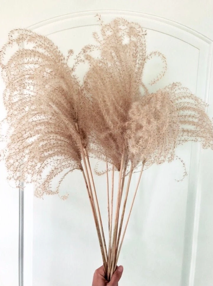 12 Organic Dried Pampas Grass - Miscanthus Gracillimus Ornamental Decor 20-24" - Image 1