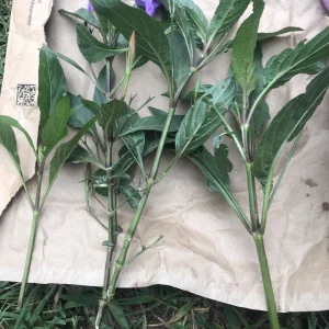 12 Purple Mexican Petunia Bare Root Plants - Outdoor Perennial Shrubs - Image 3