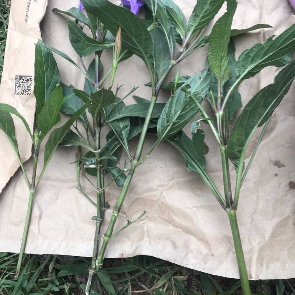 12 Purple Mexican Petunia Bare Root Plants - Outdoor Perennial Shrubs - Image 3
