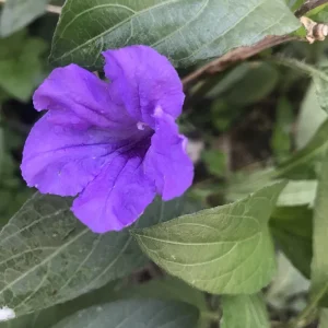 12 Purple Mexican Petunia Bare Root Plants - Outdoor Perennial Shrubs - Image 1