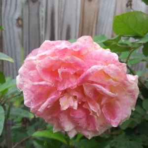 12 Rose Cuttings - 10 Different Varieties, Virus-Free Plant Starts for Outdoor Gardens - Image 10